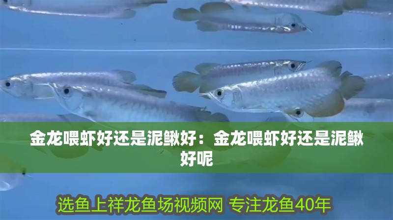 金龍喂蝦好還是泥鰍好：金龍喂蝦好還是泥鰍好呢