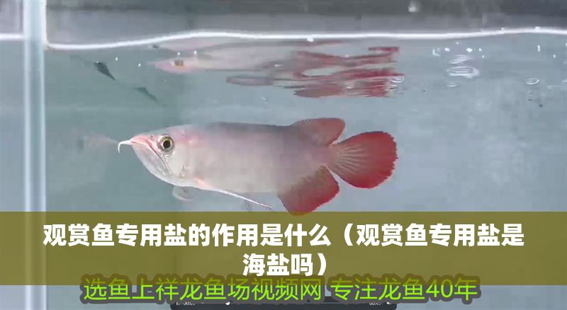 觀賞魚專用鹽的作用是什么（觀賞魚專用鹽是海鹽嗎）