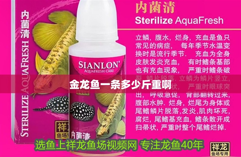 金龍魚一條多少斤重啊 金龍魚一條多少斤重啊 龍魚百科 第2張