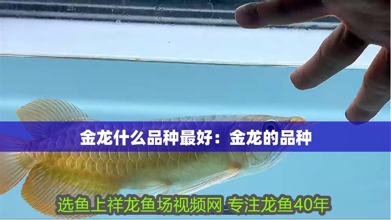 金龍什么品種最好：金龍的品種