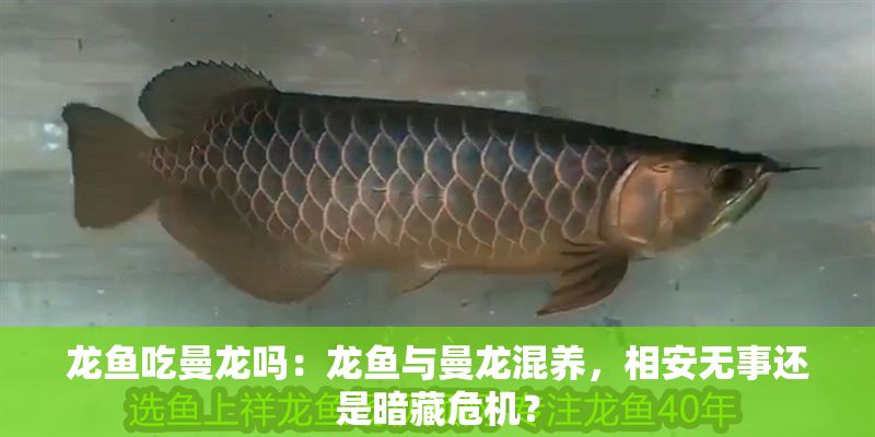 龍魚吃曼龍嗎：龍魚與曼龍混養，相安無事還是暗藏危機？