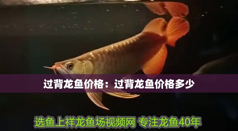 過背龍魚價格:過背龍魚價格多少 水族問答 過背龍魚價格:過背龍魚價格多少 過背龍魚價格:過背龍魚價格多少 水族問答