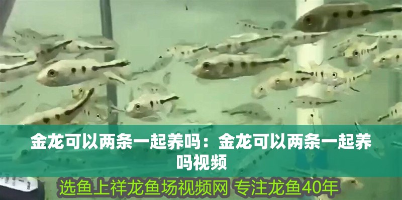 金龍可以?xún)蓷l一起養(yǎng)嗎：金龍可以?xún)蓷l一起養(yǎng)嗎視頻