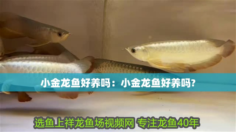 小金龍魚好養嗎：小金龍魚好養嗎?