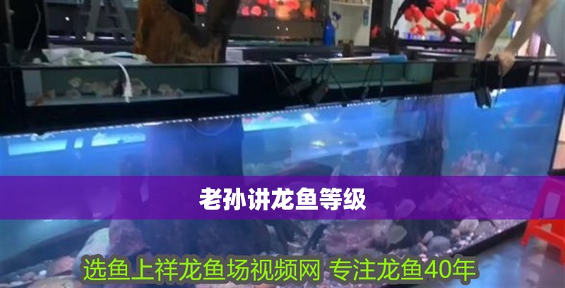 老孫講龍魚等級