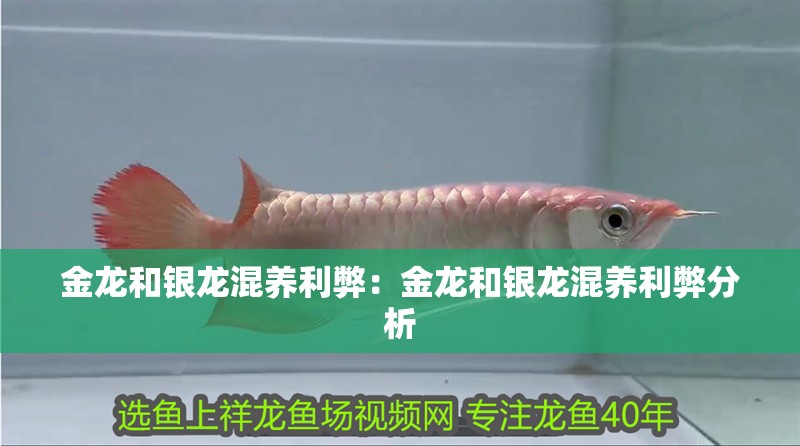 金龍和銀龍混養利弊：金龍和銀龍混養利弊分析 金龍和銀龍混養利弊：金龍和銀龍混養利弊分析 龍魚百科 第2張