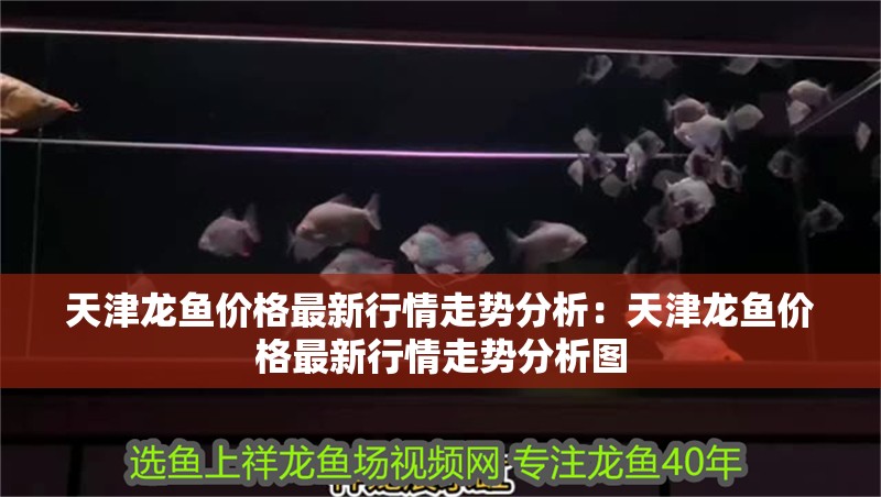 天津龍魚價格最新行情走勢分析：天津龍魚價格最新行情走勢分析圖