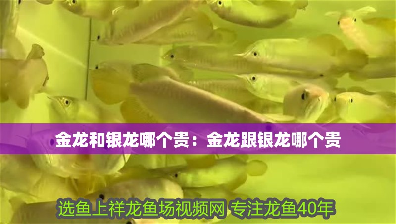 金龍和銀龍哪個貴:金龍跟銀龍哪個貴 龍魚百科 第2張 金龍和銀龍哪個貴:金龍跟銀龍哪個貴 金龍和銀龍哪個貴:金龍跟銀龍哪個貴 龍魚百科 第2張