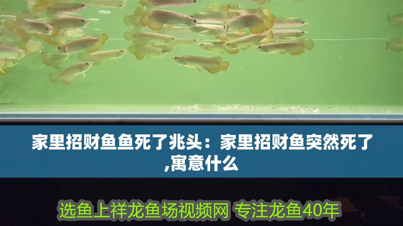 家里招財魚魚死了兆頭：家里招財魚突然死了,寓意什么