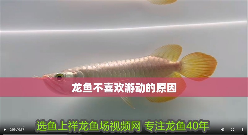 龍魚不喜歡游動的原因