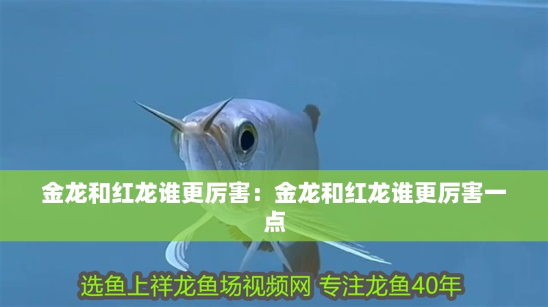 金龍和紅龍誰更厲害：金龍和紅龍誰更厲害一點