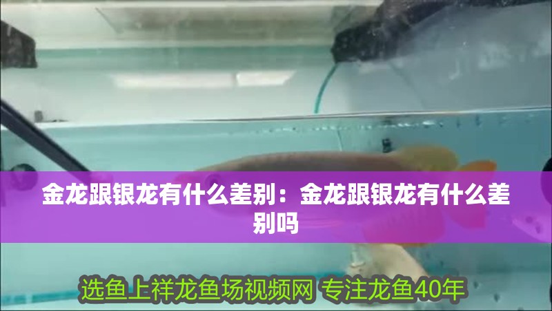 金龍跟銀龍有什么差別：金龍跟銀龍有什么差別嗎 金龍跟銀龍有什么差別：金龍跟銀龍有什么差別嗎 龍魚百科 第1張