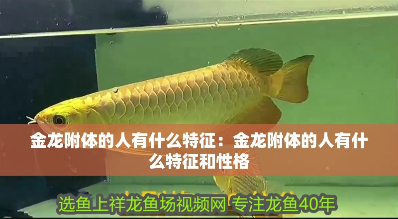金龍附體的人有什么特征：金龍附體的人有什么特征和性格 金龍附體的人有什么特征：金龍附體的人有什么特征和性格 龍魚百科 第1張