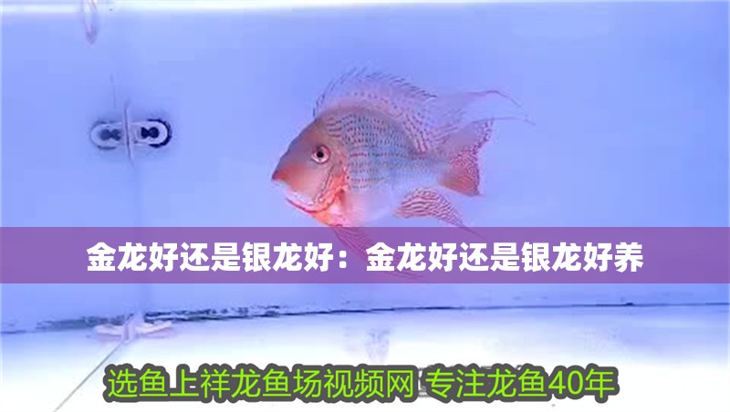 金龍好還是銀龍好：金龍好還是銀龍好養(yǎng)