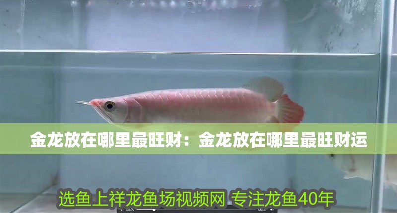 金龍放在哪里最旺財：金龍放在哪里最旺財運