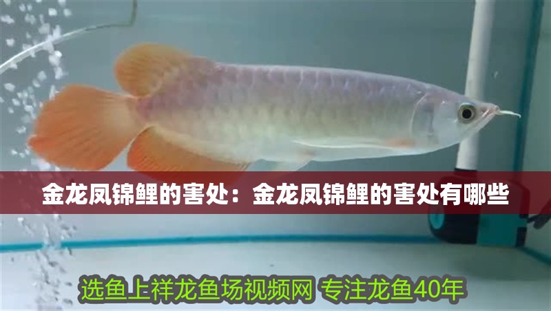金龍鳳錦鯉的害處：金龍鳳錦鯉的害處有哪些