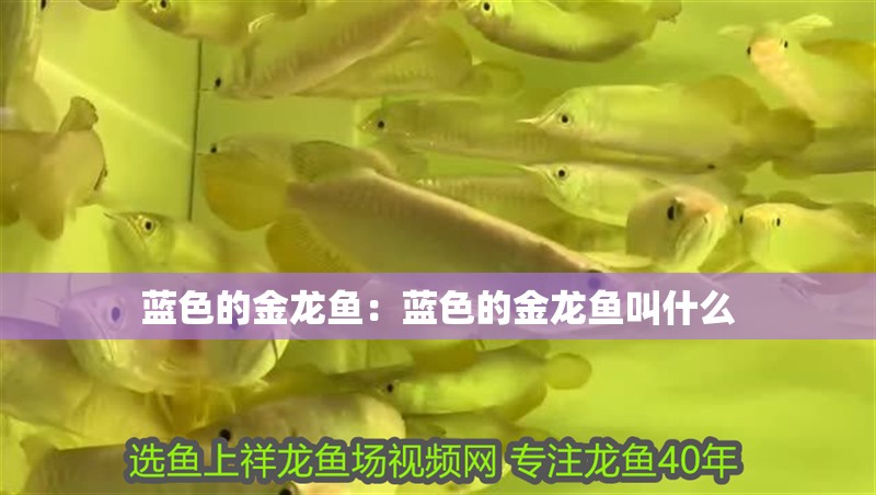 藍色的金龍魚:藍色的金龍魚叫什么 水族問答 藍色的金龍魚:藍色的金龍魚叫什么 藍色的金龍魚:藍色的金龍魚叫什么 水族問答
