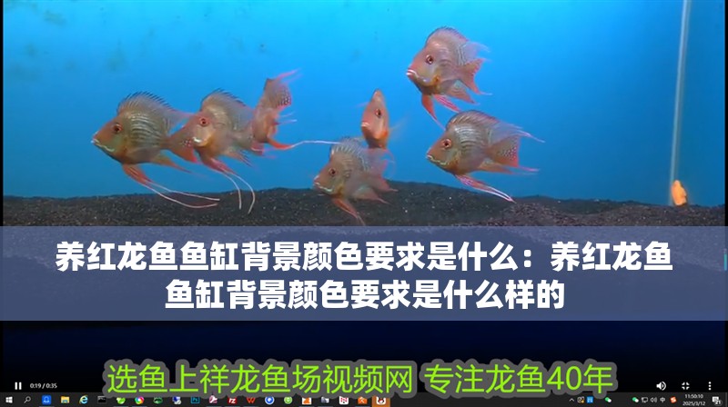 養紅龍魚魚缸背景顏色要求是什么：養紅龍魚魚缸背景顏色要求是什么樣的