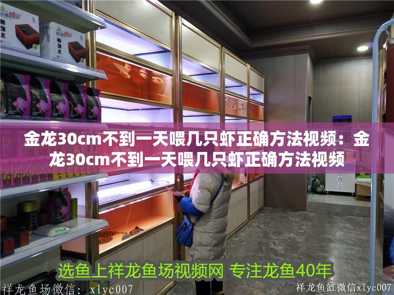 金龍30cm不到一天喂幾只蝦正確方法視頻：金龍30cm不到一天喂幾只蝦正確方法視頻