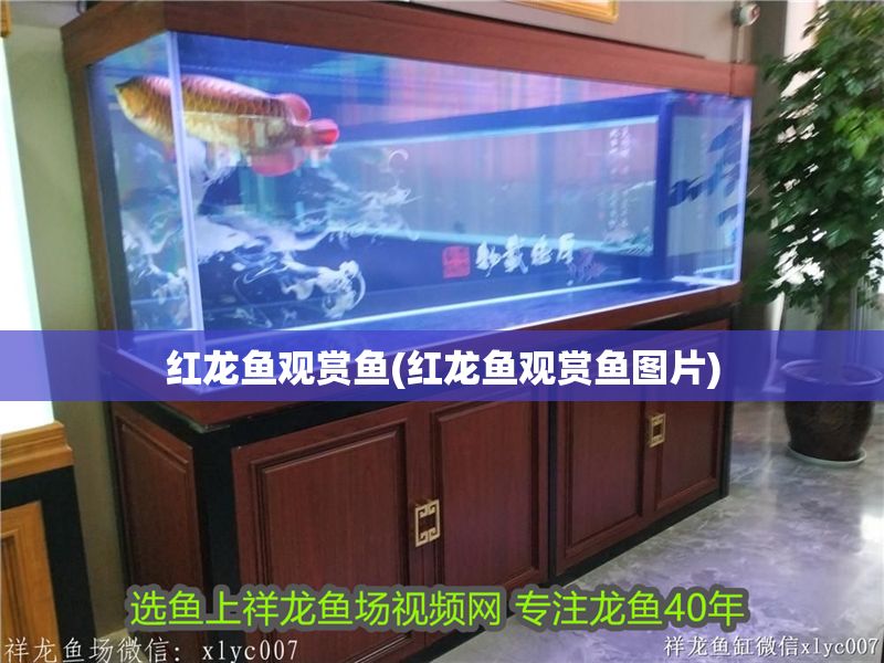 紅龍魚觀賞魚(紅龍魚觀賞魚圖片)
