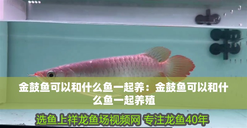 金鼓魚可以和什么魚一起養：金鼓魚可以和什么魚一起養殖
