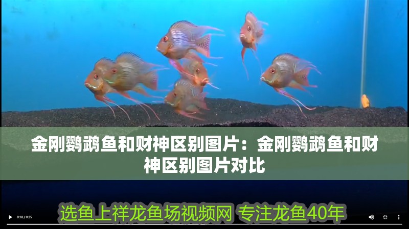 金剛鸚鵡魚和財神區(qū)別圖片:金剛鸚鵡魚和財神區(qū)別圖片對比 龍魚百科 第1張 金剛鸚鵡魚和財神區(qū)別圖片:金剛鸚鵡魚和財神區(qū)別圖片對比 金剛鸚鵡魚和財神區(qū)別圖片:金剛鸚鵡魚和財神區(qū)別圖片對比 龍魚百科 第1張