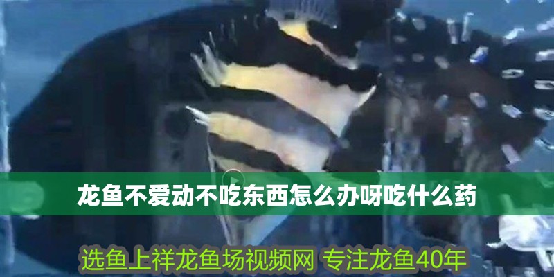 龍魚不愛動不吃東西怎么辦呀吃什么藥 龍魚不愛動不吃東西怎么辦呀吃什么藥 龍魚百科 第2張