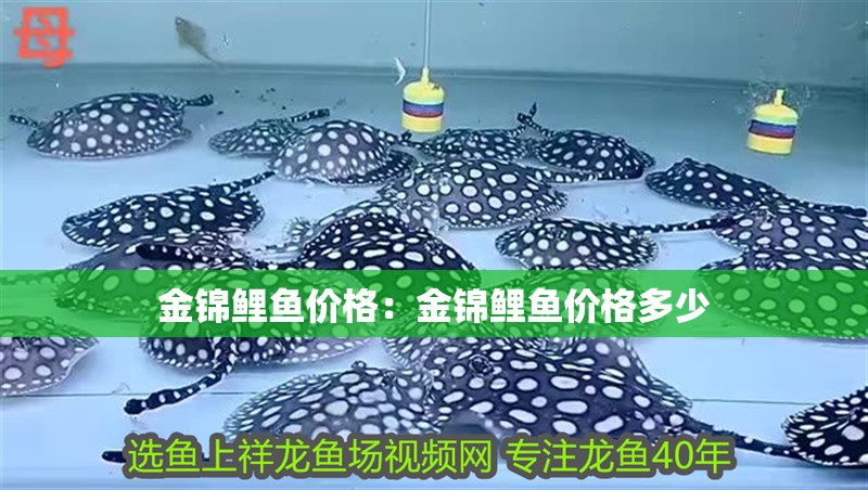 金錦鯉魚價格：金錦鯉魚價格多少