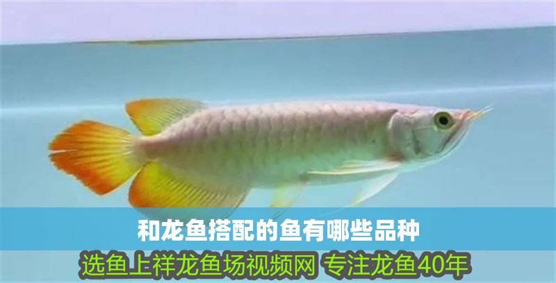 和龍魚搭配的魚有哪些品種