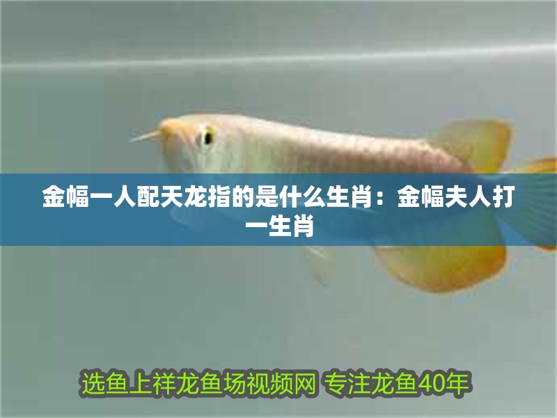金幅一人配天龍指的是什么生肖：金幅夫人打一生肖