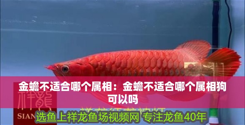 金蟾不適合哪個(gè)屬相：金蟾不適合哪個(gè)屬相狗可以嗎
