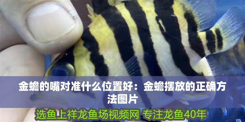 金蟾的嘴對準什么位置好：金蟾擺放的正確方法圖片 金蟾的嘴對準什么位置好：金蟾擺放的正確方法圖片 龍魚百科 第2張