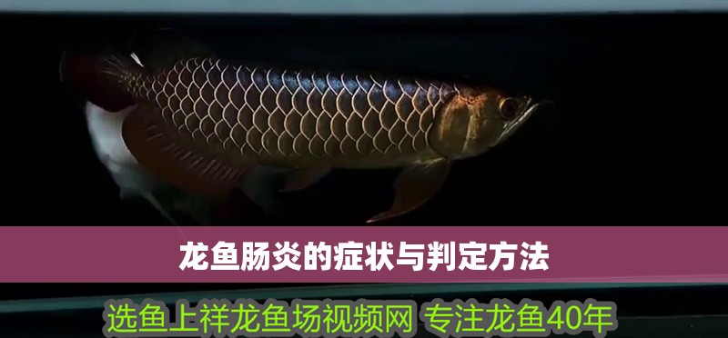 龍魚腸炎的癥狀與判定方法