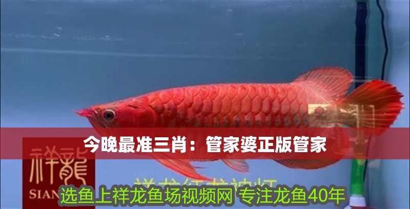 今晚最準三肖：管家婆正版管家