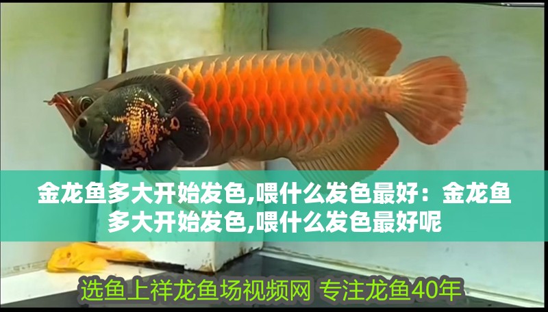 金龍魚多大開始發色,喂什么發色最好：金龍魚多大開始發色,喂什么發色最好呢 金龍魚多大開始發色,喂什么發色最好：金龍魚多大開始發色,喂什么發色最好呢 水族問答