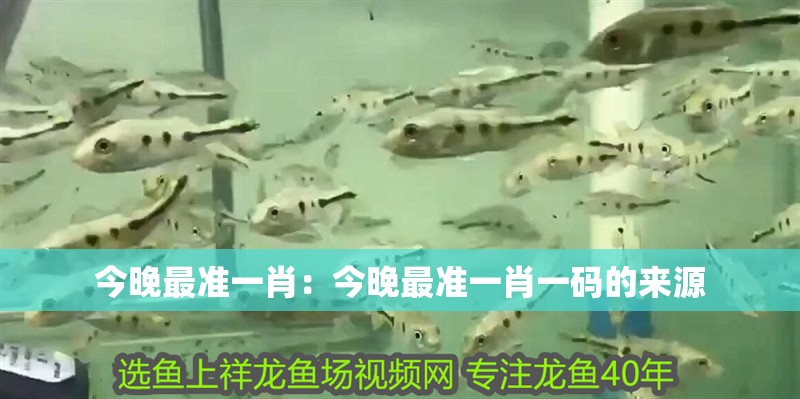 今晚最準(zhǔn)一肖：今晚最準(zhǔn)一肖一碼的來源 今晚最準(zhǔn)一肖：今晚最準(zhǔn)一肖一碼的來源 龍魚百科 第1張