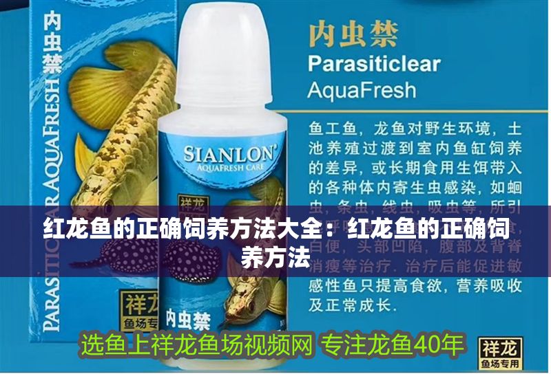 紅龍魚的正確飼養方法大全：紅龍魚的正確飼養方法