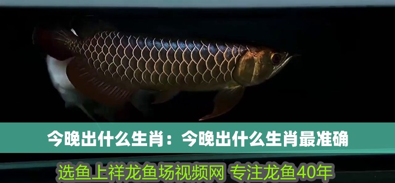 今晚出什么生肖：今晚出什么生肖最準確