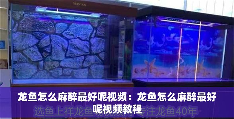 龍魚怎么麻醉最好呢視頻：龍魚怎么麻醉最好呢視頻教程