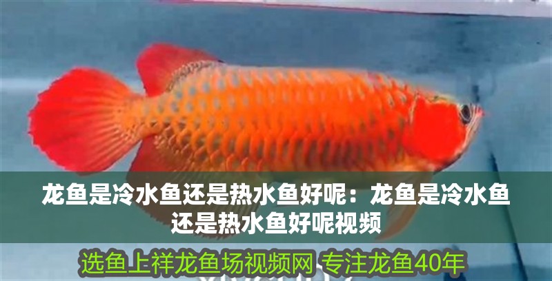 龍魚是冷水魚還是熱水魚好呢：龍魚是冷水魚還是熱水魚好呢視頻