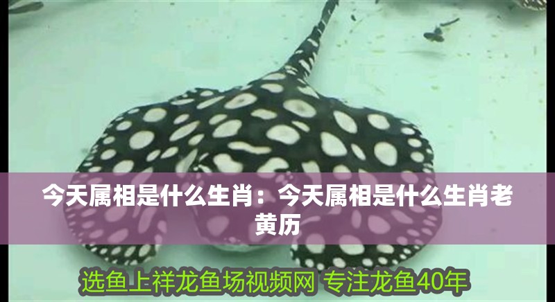 今天屬相是什么生肖：今天屬相是什么生肖老黃歷