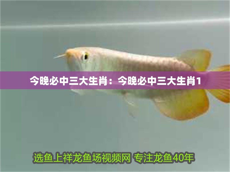 今晚必中三大生肖：今晚必中三大生肖1