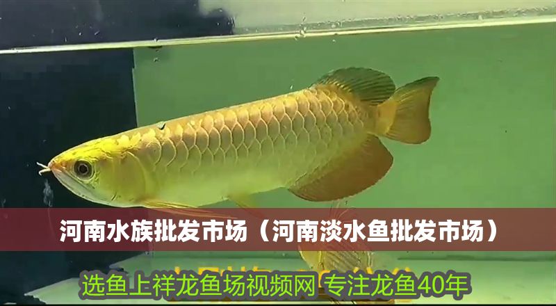 河南水族批發市場（河南淡水魚批發市場）
