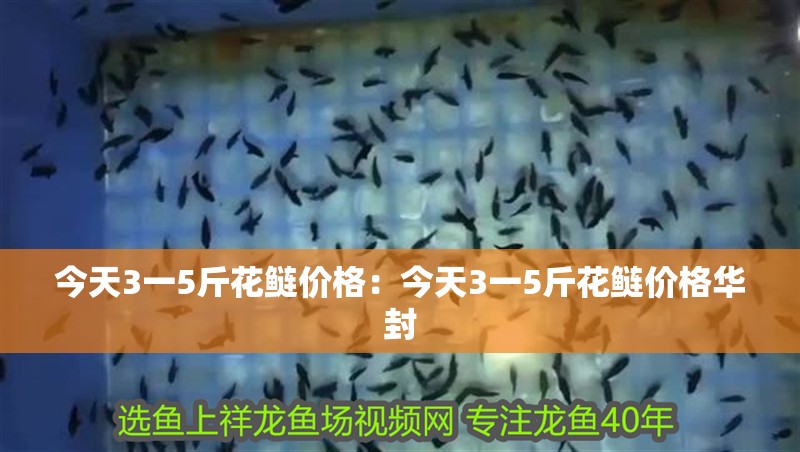 今天3一5斤花鰱價格：今天3一5斤花鰱價格華封 今天3一5斤花鰱價格：今天3一5斤花鰱價格華封 龍魚百科 第1張