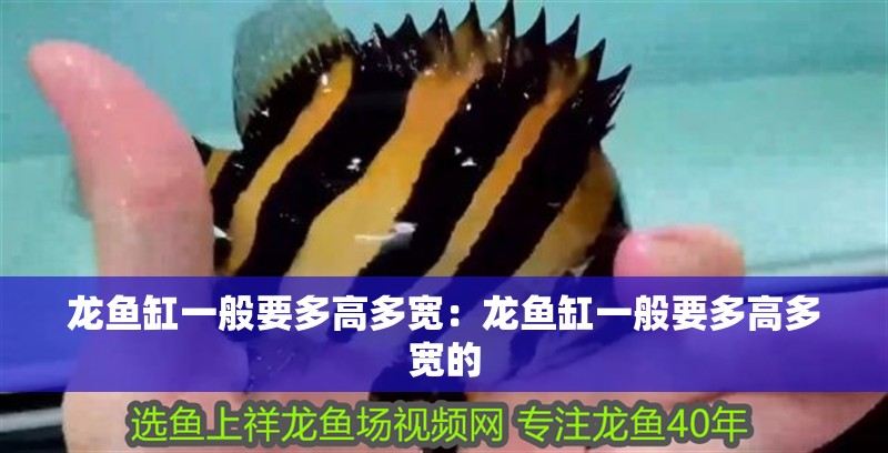 龍魚缸一般要多高多寬：龍魚缸一般要多高多寬的