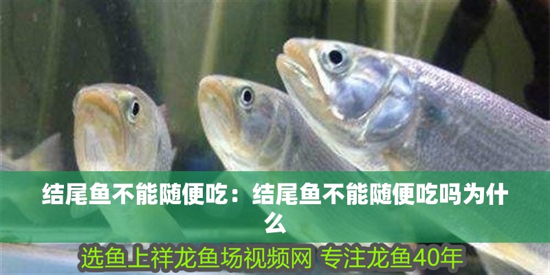 結尾魚不能隨便吃：結尾魚不能隨便吃嗎為什么 結尾魚不能隨便吃：結尾魚不能隨便吃嗎為什么 龍魚百科 第1張