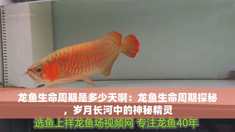 龍魚生命周期是多少天啊：龍魚生命周期探秘，歲月長河中的神秘精靈