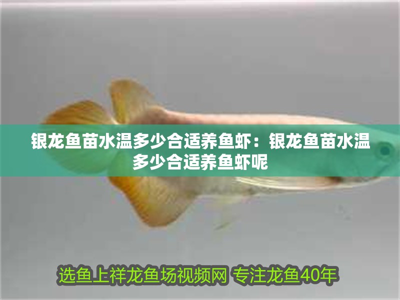 銀龍魚苗水溫多少合適養(yǎng)魚蝦：銀龍魚苗水溫多少合適養(yǎng)魚蝦呢