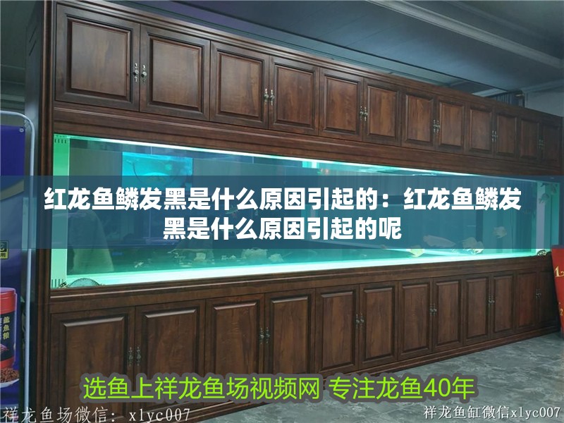 銀龍魚苗10cm怎么養(yǎng)好看視頻(銀龍魚苗一個月能長多大)