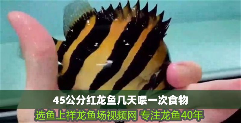 45公分紅龍魚幾天喂一次食物